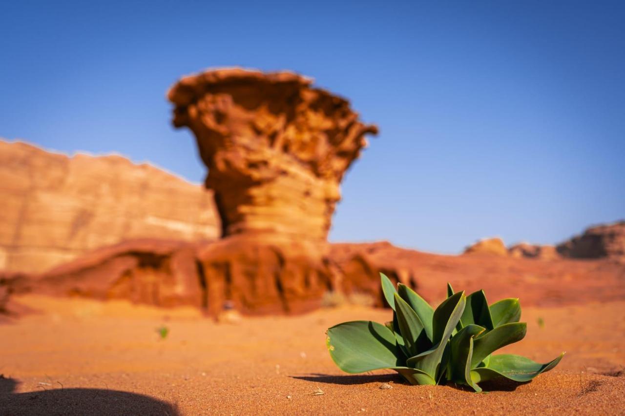 Wadi Rum Secrets Camp מראה חיצוני תמונה